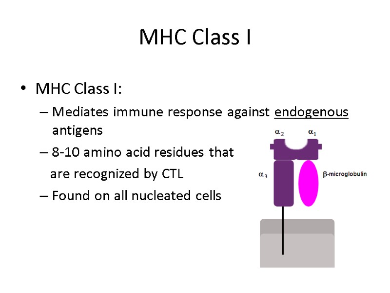 MHC Class I MHC Class I:  Mediates immune response against endogenous antigens 8-10